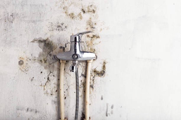 Reliable Sterling, AK Mold Removal Solutions