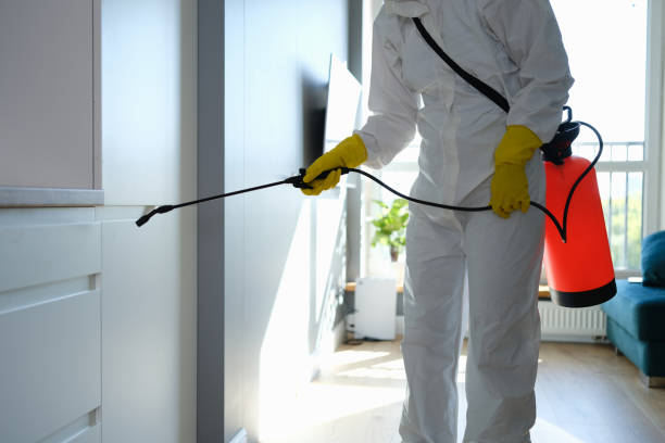 Mold Removal Process in Sterling, AK